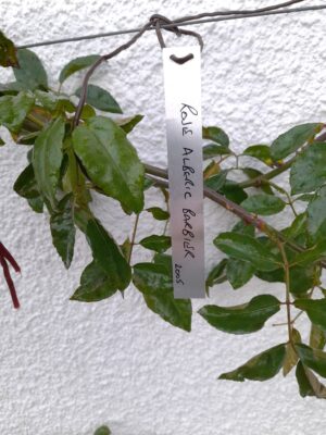 Hang On Aluminium Rectangular Plant Label