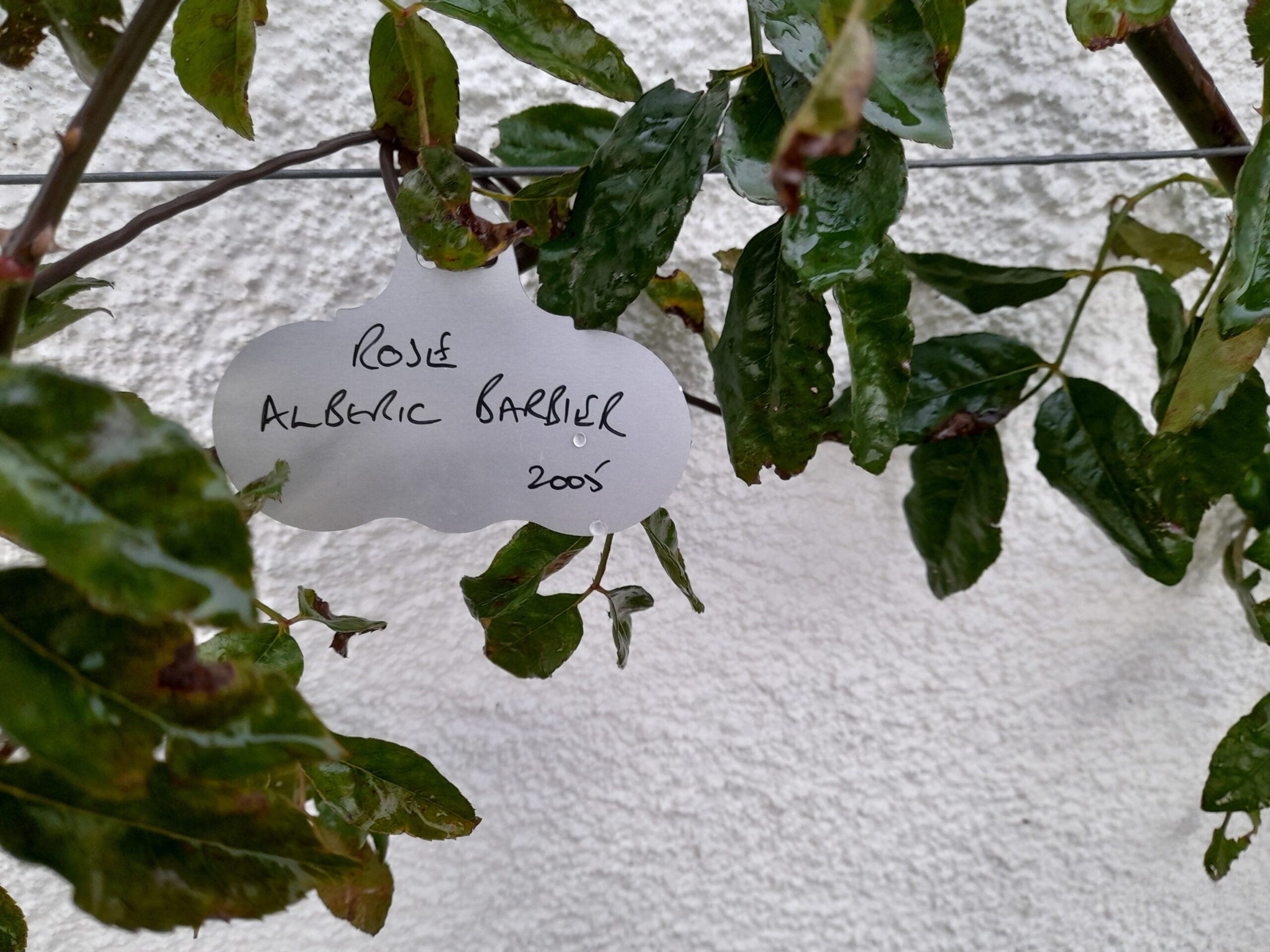 Hang On Aluminium Wide Face Plant Labels - Love Lane Gardens Range - Image 4