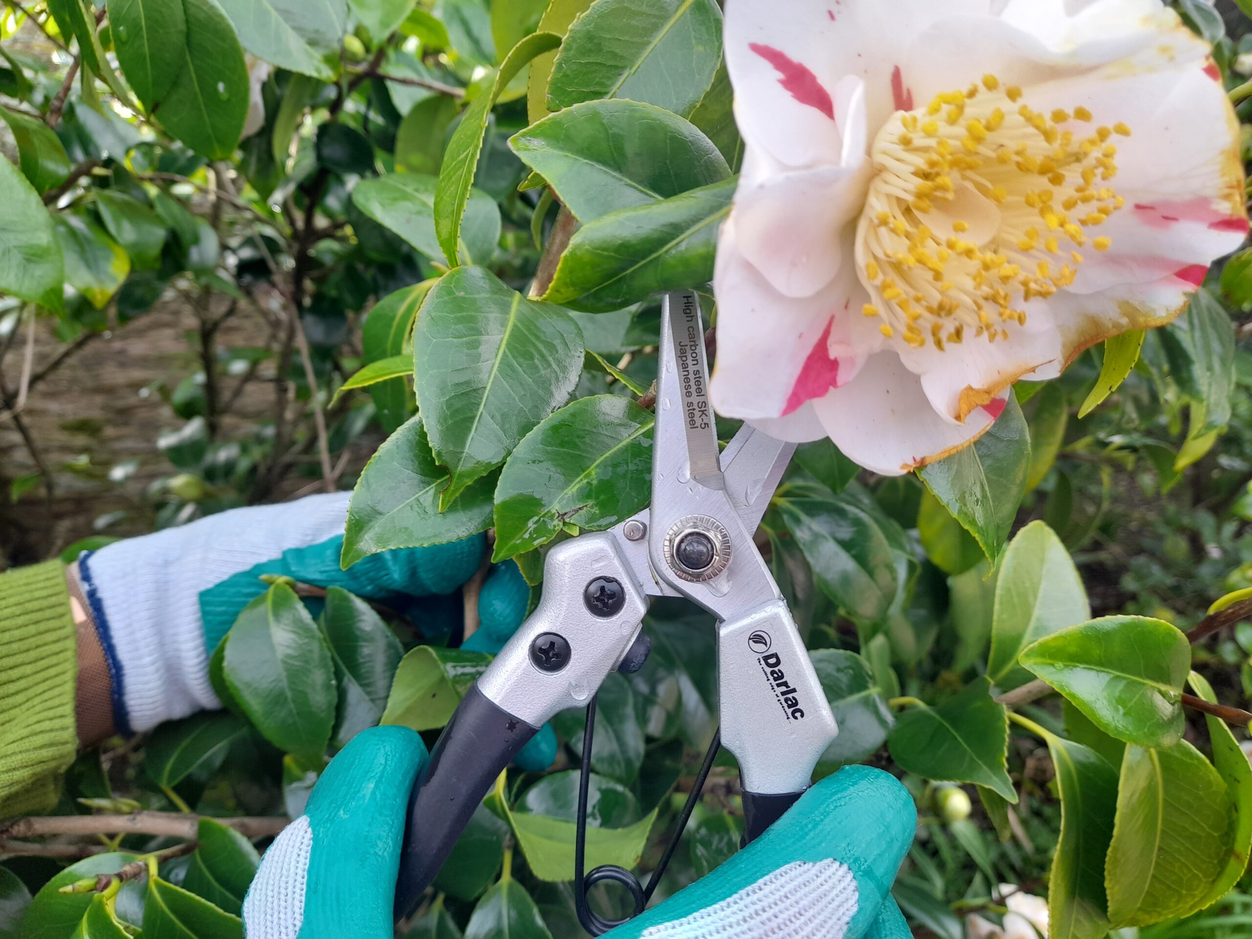 Compact Snips by Darlac - Image 6