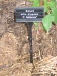 Angled Face Bed Large - 38cm Plant Labels