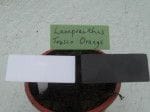 Angled Face Alpine, Low Grower, or Seed Tray Plant Labels