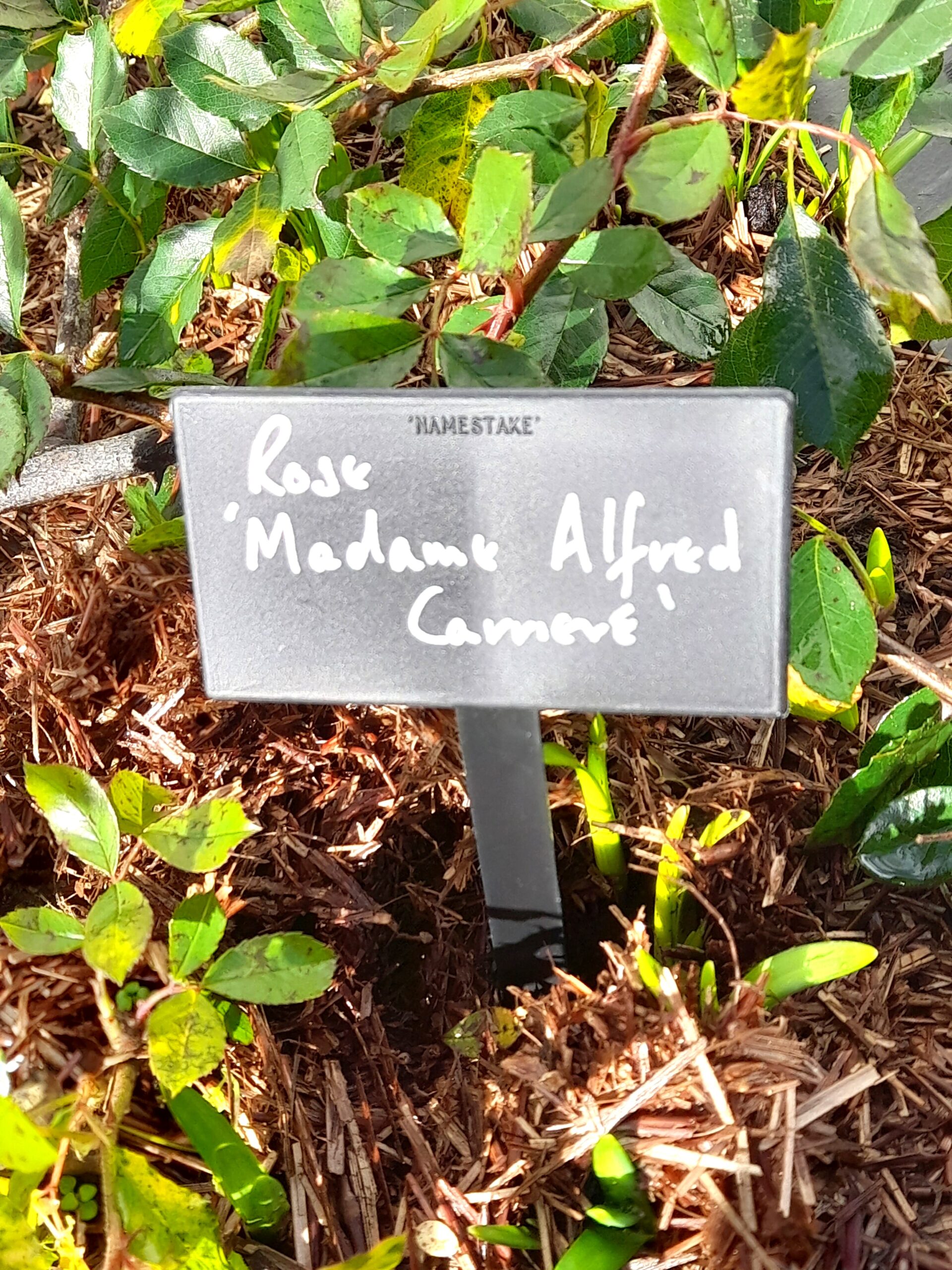 Angled Face Bed Medium - 20cm Black Plastic Plant Labels