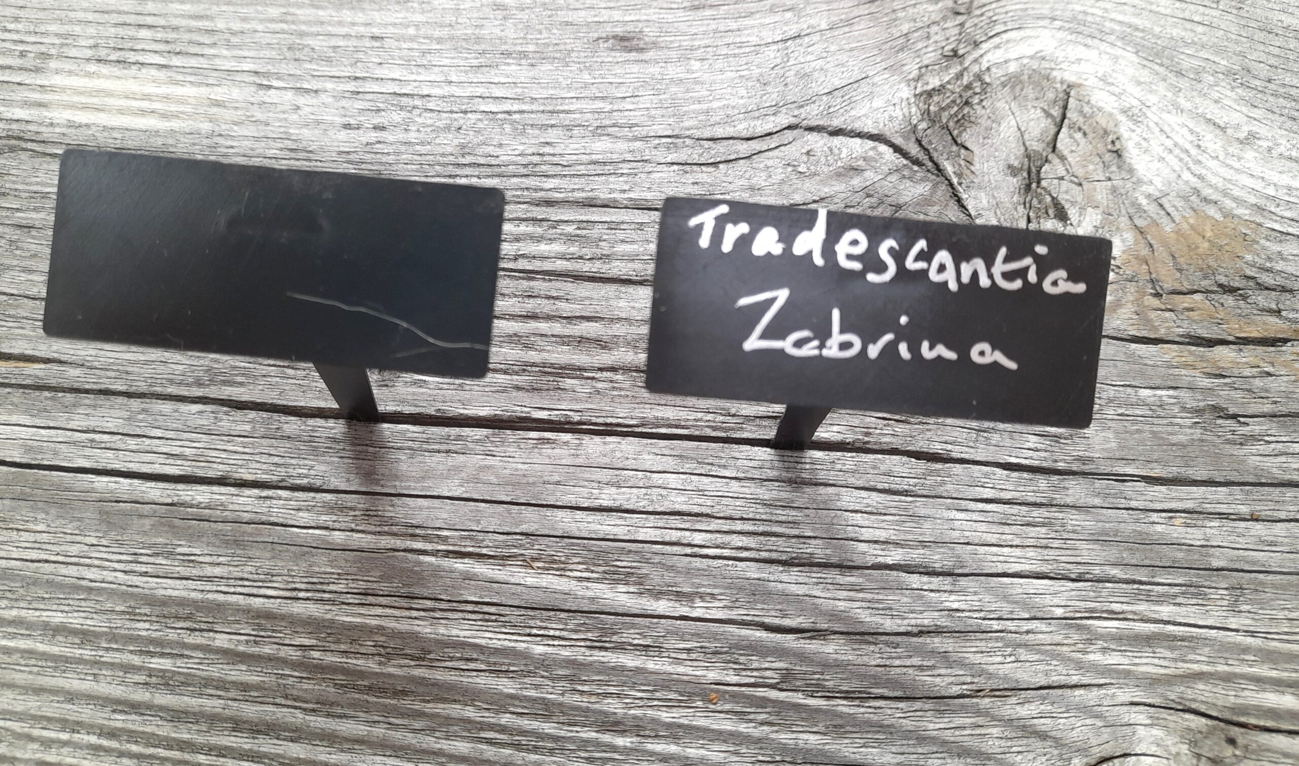 Angled Face Plastic Plant Labels for Low Growers or Seeds - Image 3