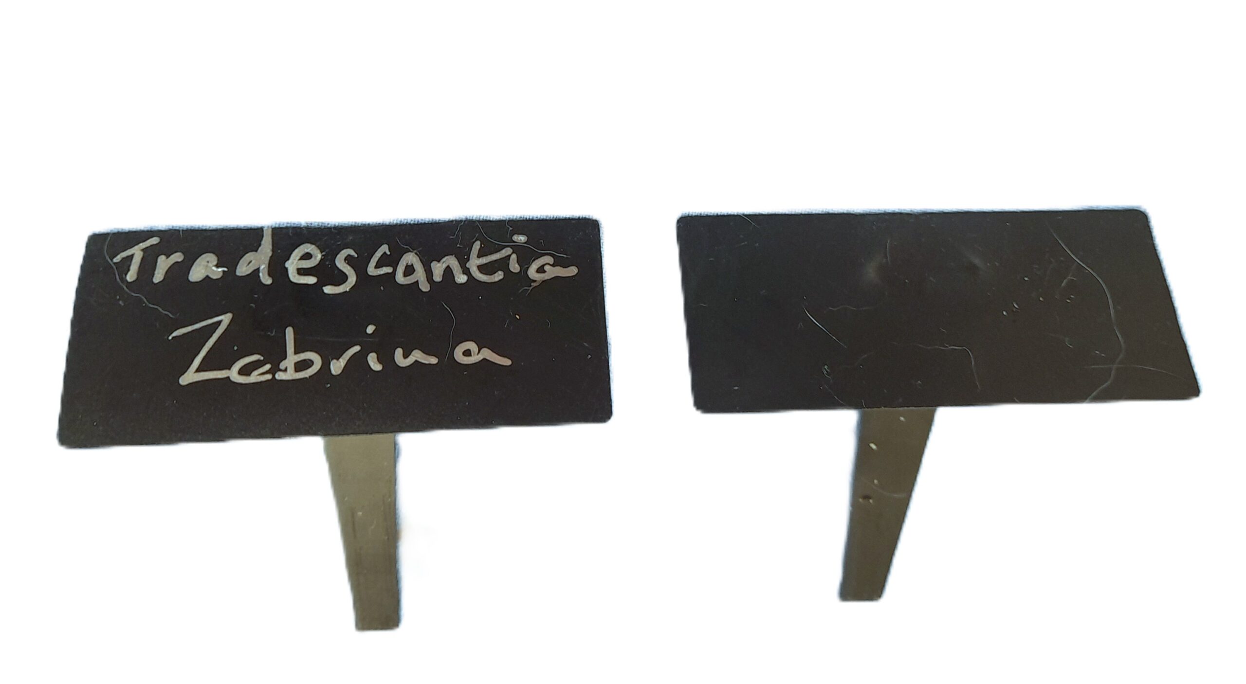 Angled Face Plastic Plant Labels for Low Growers or Seeds - Image 5