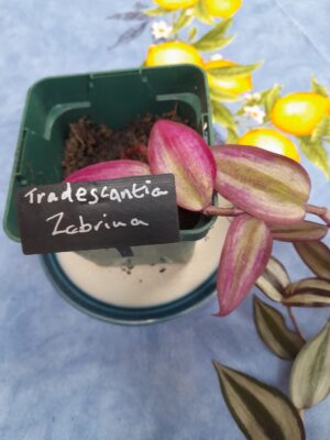 Angled Face Plastic Plant Labels for Low Growers or Seeds