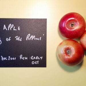 Hang On or Tie On16cm Wide Plant or Tree Labels