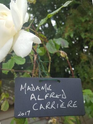 Hang On or Tie On  9 cm Wide Black Plastic Plant or Tree Labels