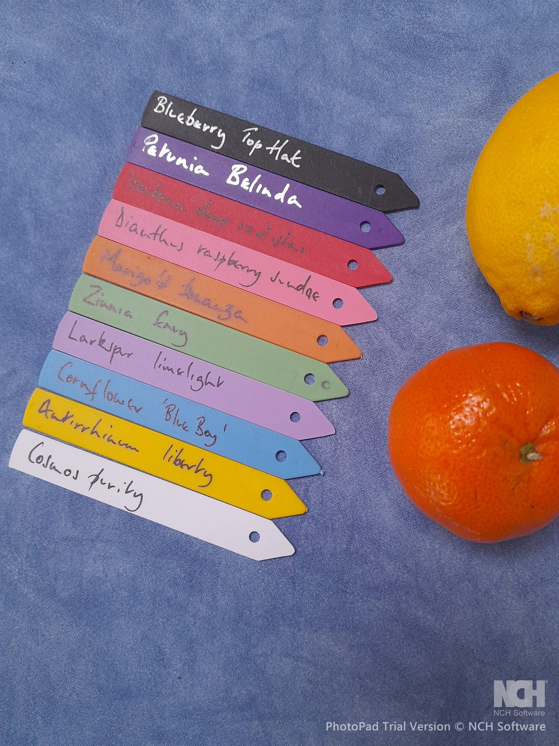 Push In Small Plastic Plant Labels - 10cm - Image 5
