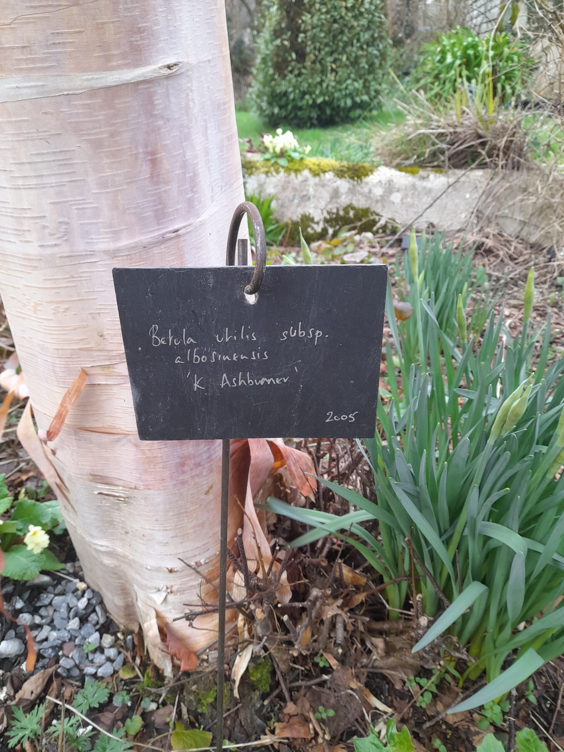 Hang On or Tie On Slate Plant Label - Large - Image 3