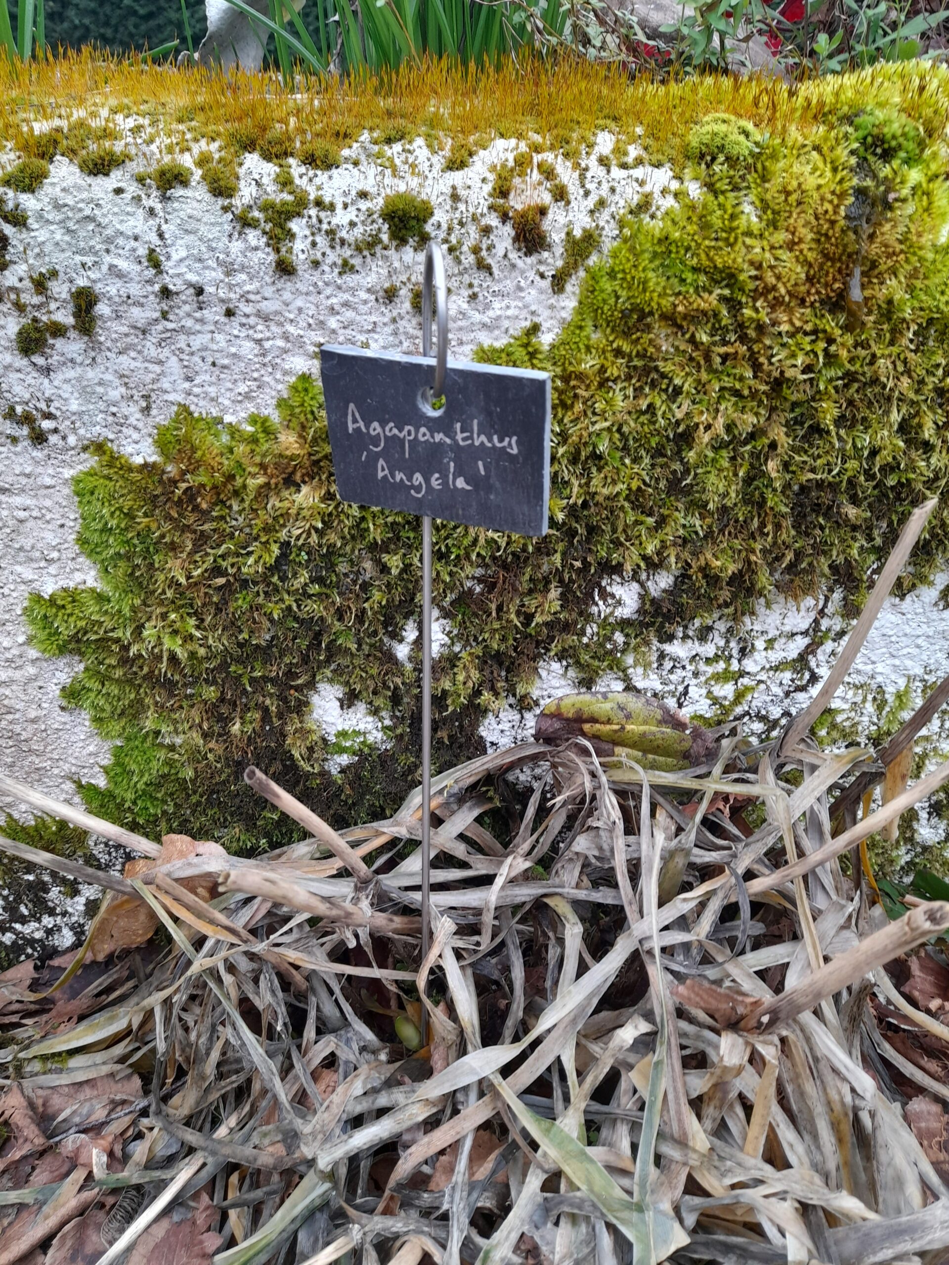 Hang On or Tie On Slate Plant Label - Small - Image 2