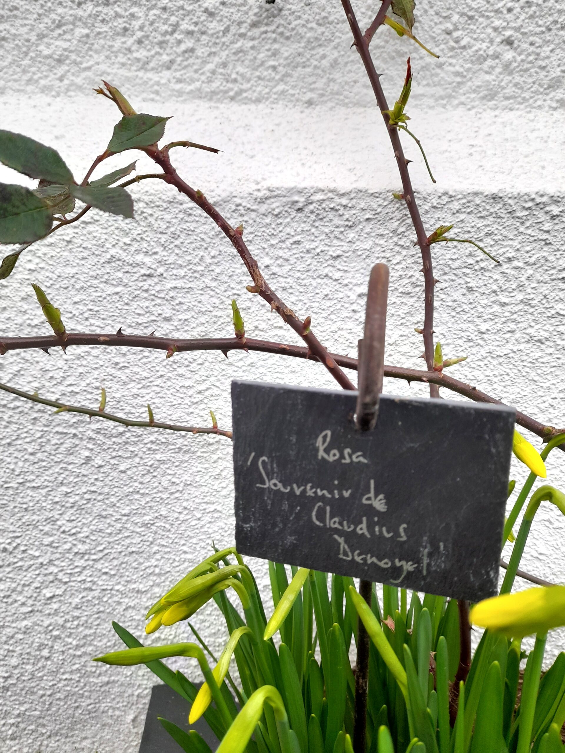 Hang On or Tie On Slate Plant Label - Medium - Image 4
