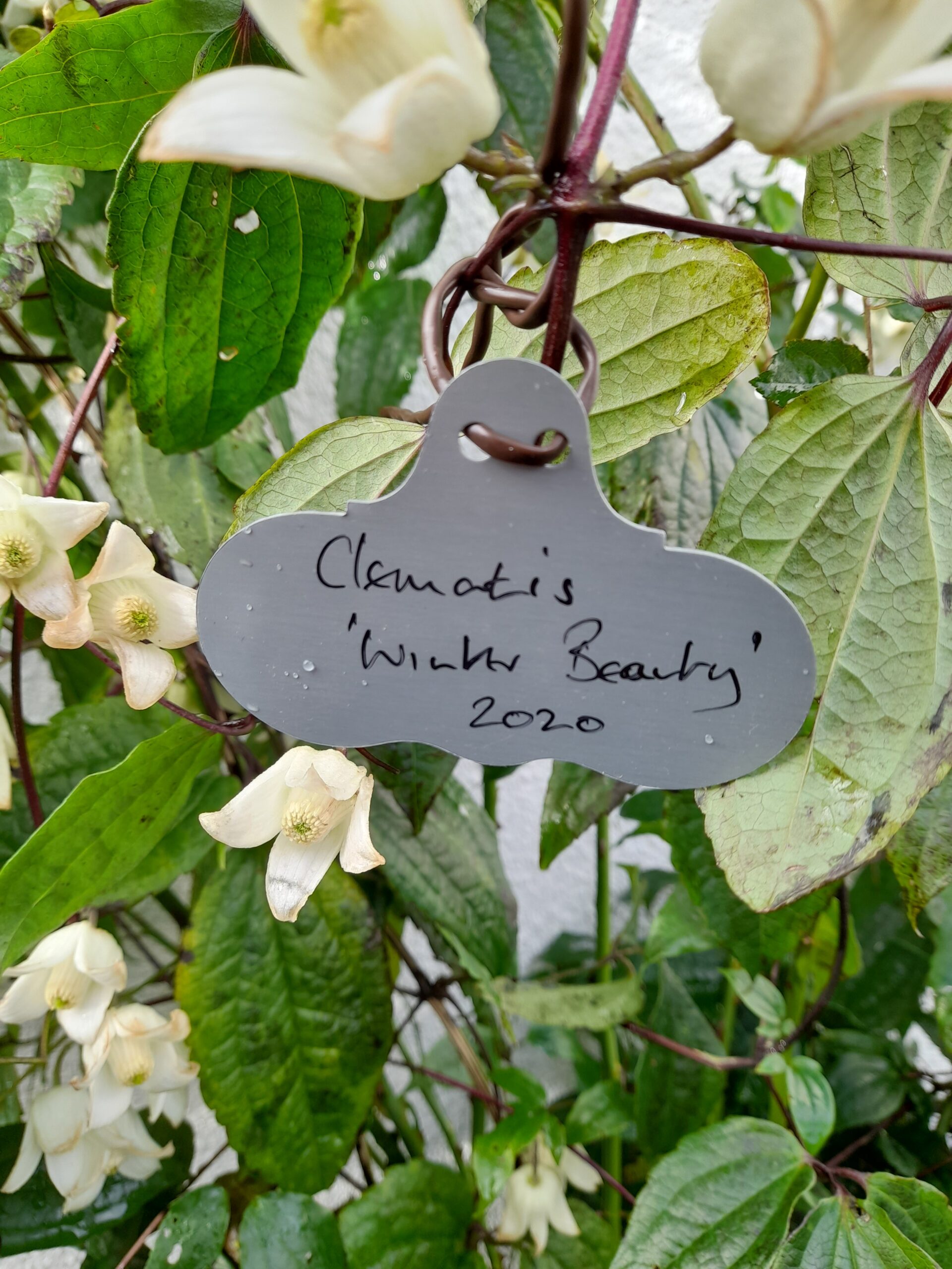 Hang On Zinc Wide Face Plant Labels - Wartnaby Gardens Range - Image 6
