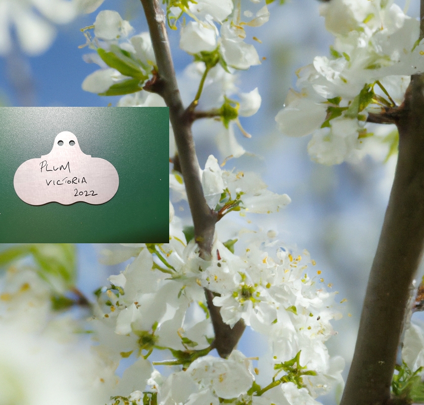 Hang On Zinc Wide Face Plant Labels - Wartnaby Gardens Range - Image 5